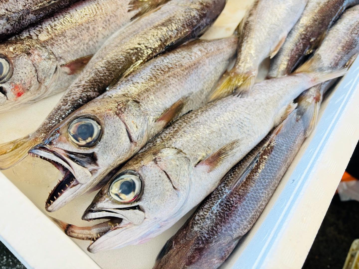 こんにちは!住よしです!!!良いもの入荷ってます!!千葉のクロムツに!!大分のヘダイ!!オススメです!本日もよろしくお願いします!!あ!次の日曜(28日)は営業しますよー!!#勝田#ひたちなか市#居酒屋#お刺身#日本酒