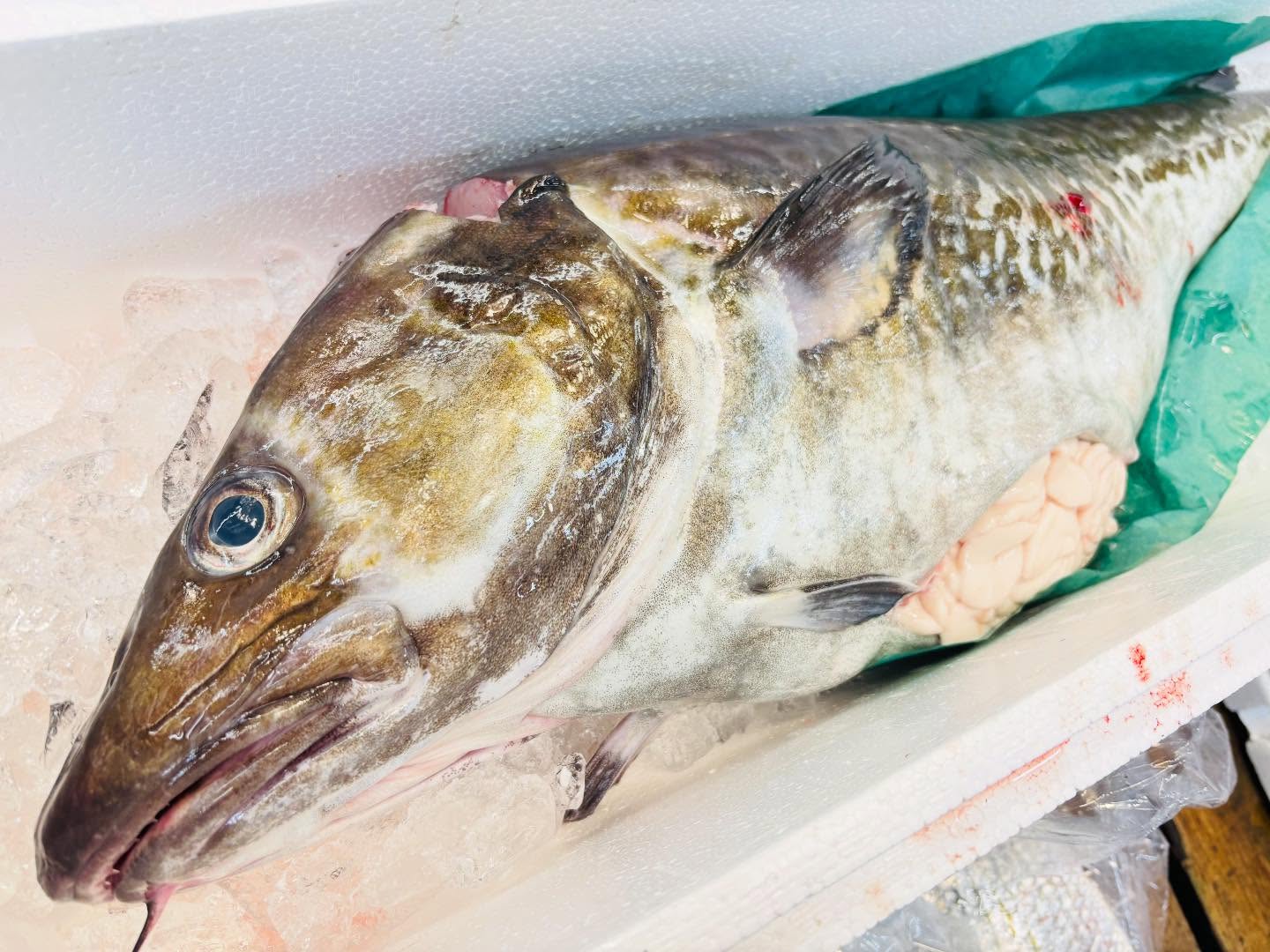 こんにちは!住よしです!!本日クリスマスイヴ!!関係ないですが営業します!!笑マダラ1匹丸々!!入荷ってます!!大本命白子ポン酢に、マダラの昆布〆!!美味しいですよー!!!お待ちしております!!!#勝田#ひたちなか市#居酒屋#お刺身#日本酒