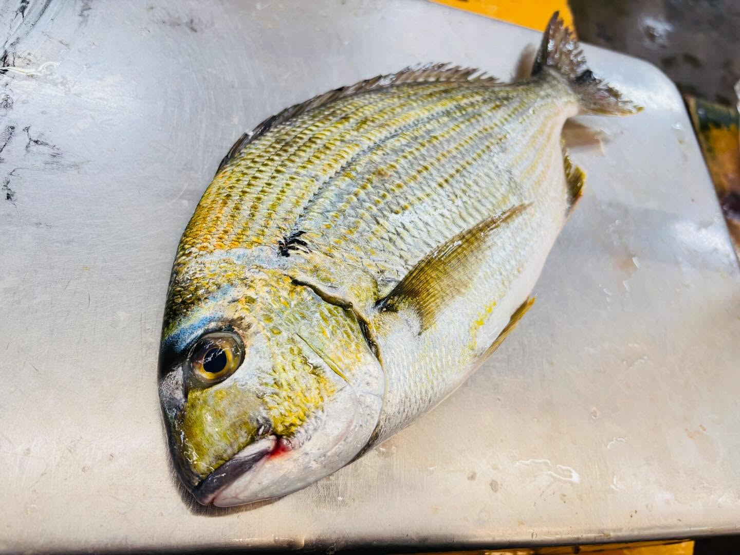 こんにちは！住よしです！！良いもの入荷ってます！大分のヘダイ！！脂あり〼！オススメです！！今週ももよろしくお願いします！！#勝田#ひたちなか市#居酒屋#お刺身#日本酒