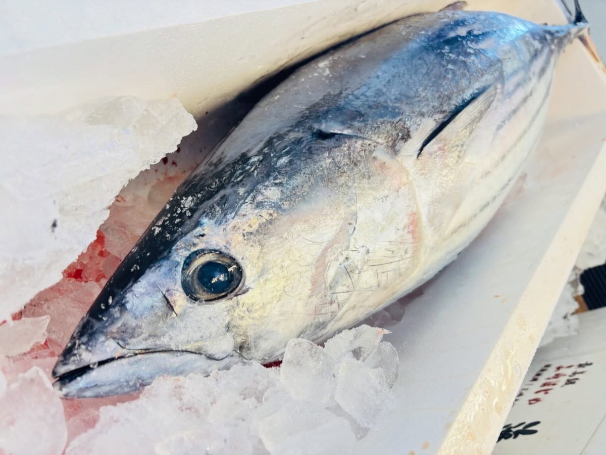 こんにちは!住よしです!!お店オープンしております!カツオ!入荷りました!!千葉のいい魚体です!!オススメですよー!!!本日もよろしくお願いします!!!#勝田#ひたちなか市#居酒屋#お刺身#日本酒