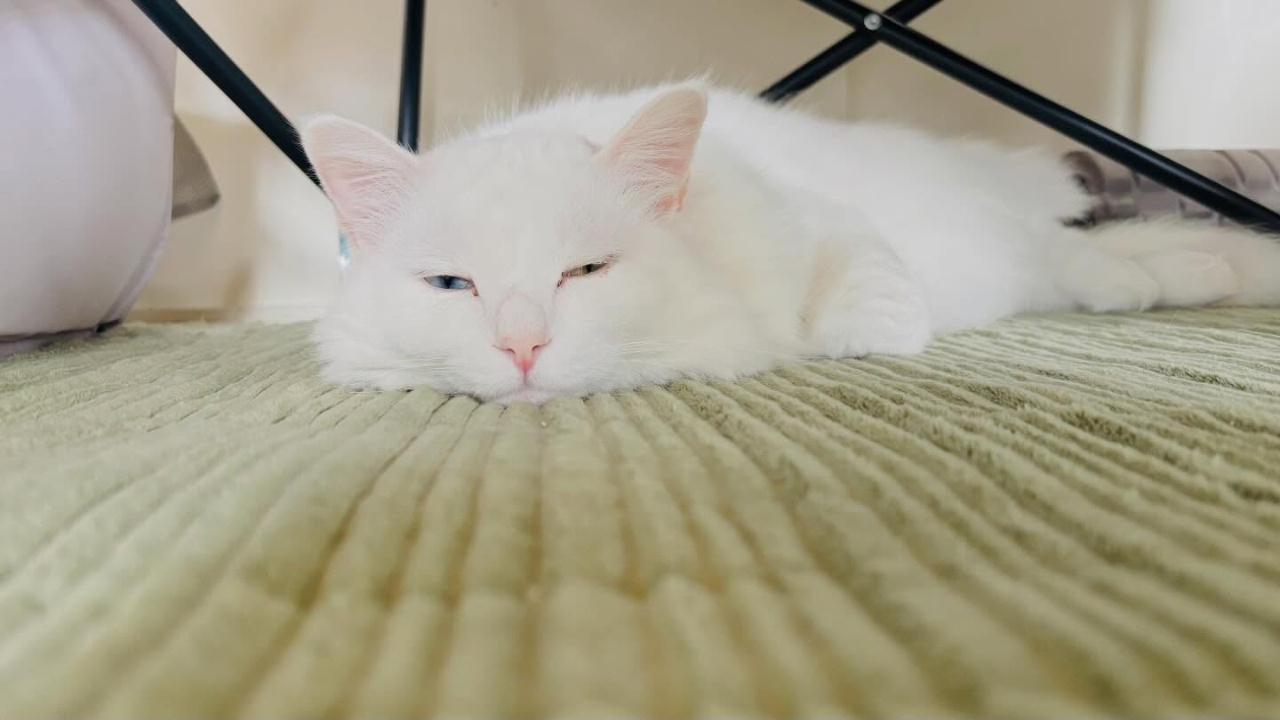 住よしです！すいません息子の体調が芳しくなく、本日急ではありますがお休みさせて頂きます…