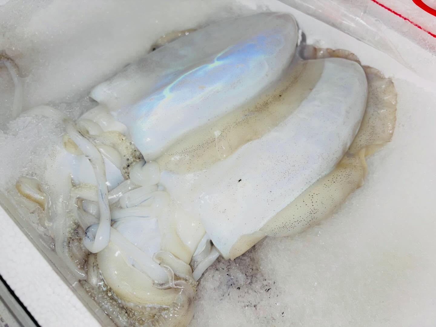 こんにちは!住よしです!!本日はあまり予約もなくスタートしました!!!お電話お待ちしております♪モンゴウイカと!ハマチ!!オススメです!!お待ちしておりまーす!!!#勝田#ひたちなか市#居酒屋#お刺身#日本酒