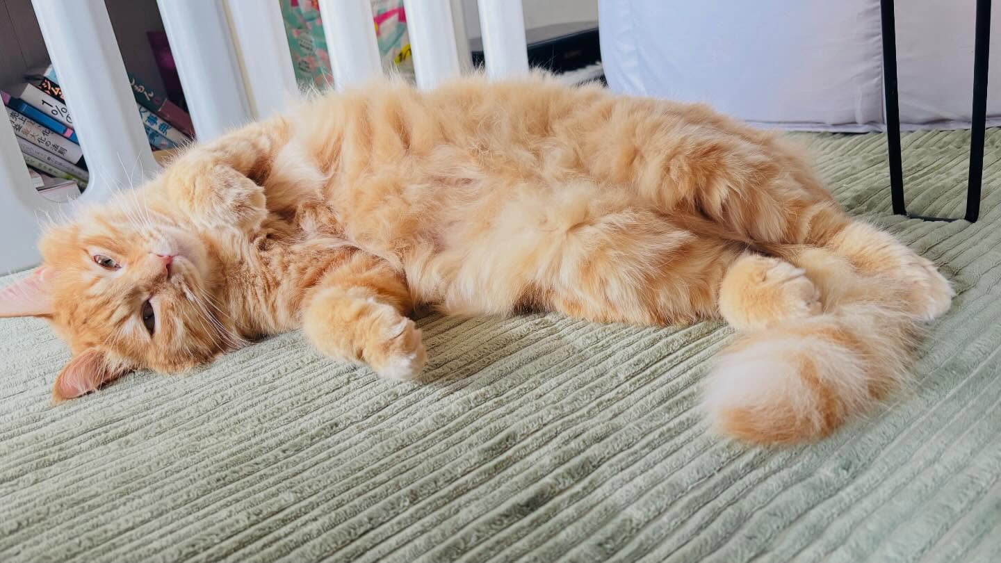 こんにちは！住よしです！！昨日は失礼しました！本日から！と言いたいところなんですが、本日貸切営業となりますすいません明日から！よろしくお願いします！！！‍♂️