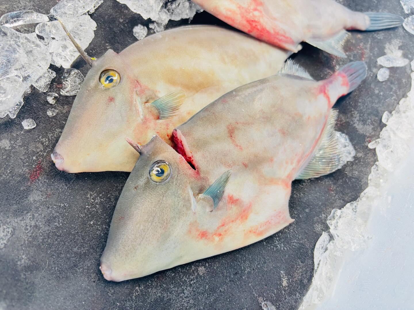 こんにちは!住よしです!!!長いお休み、失礼しました!!!本日より再開です!!!オススメは…大人気のカワハギ!!!ぜひご賞味くださいー!!!よろしくお願いします#勝田#ひたちなか市#居酒屋#お刺身#日本酒